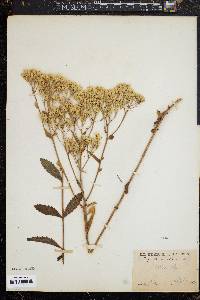 Eupatorium album image