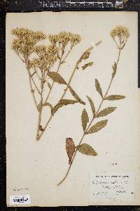 Eupatorium album image