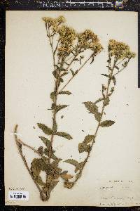 Eupatorium album image