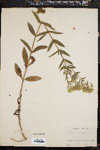 Eupatorium album image