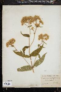 Eupatorium sessilifolium image