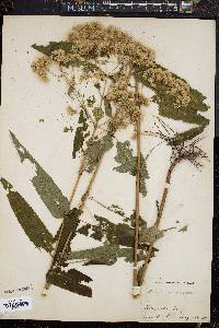 Eupatorium sessilifolium image