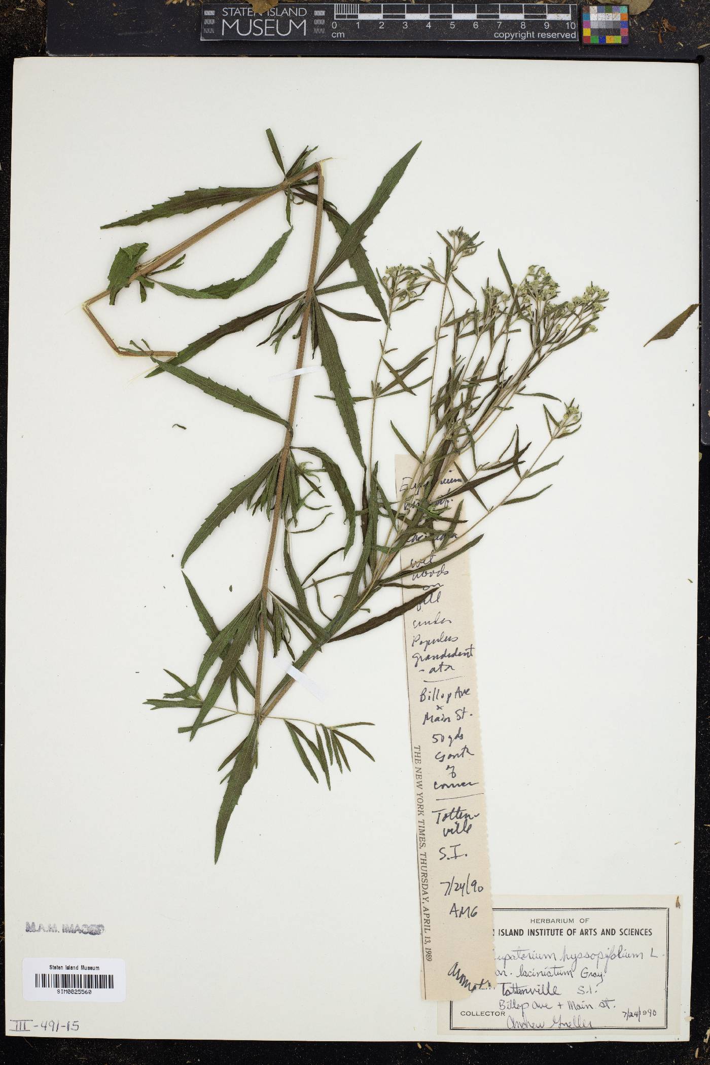 Eupatorium hyssopifolium var. laciniatum image