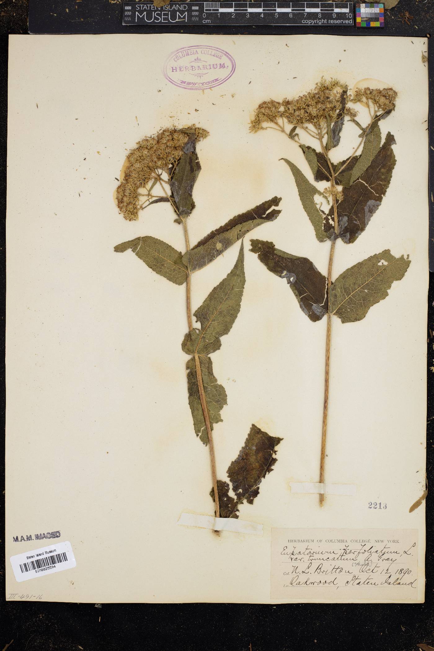 Eupatorium perfoliatum var. truncatum image