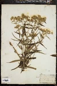 Eupatorium resinosum image