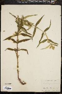 Eupatorium resinosum image