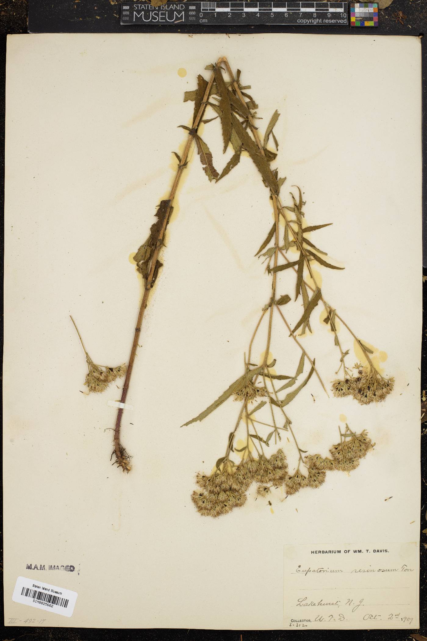 Eupatorium resinosum image