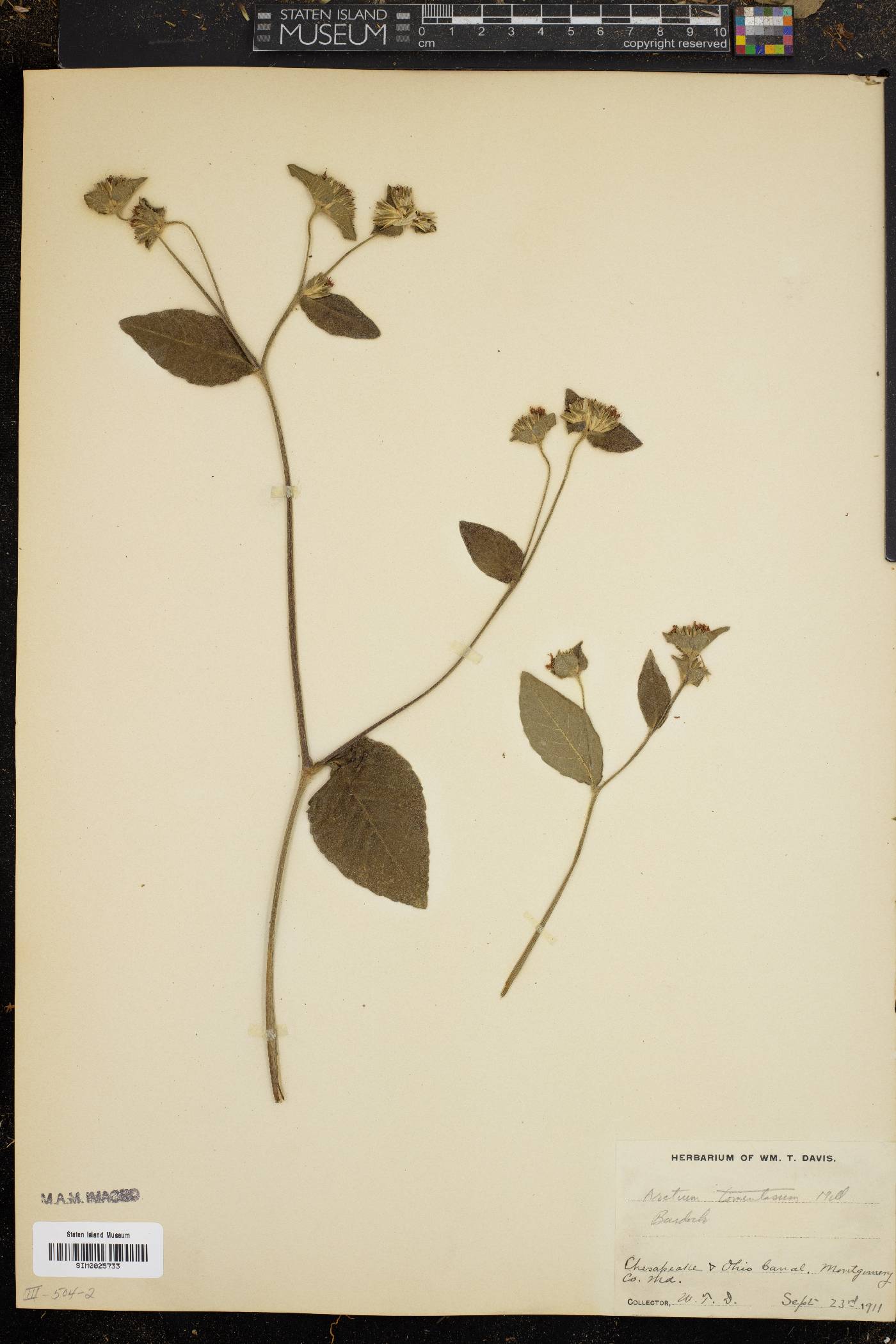 Arctium tomentosum image