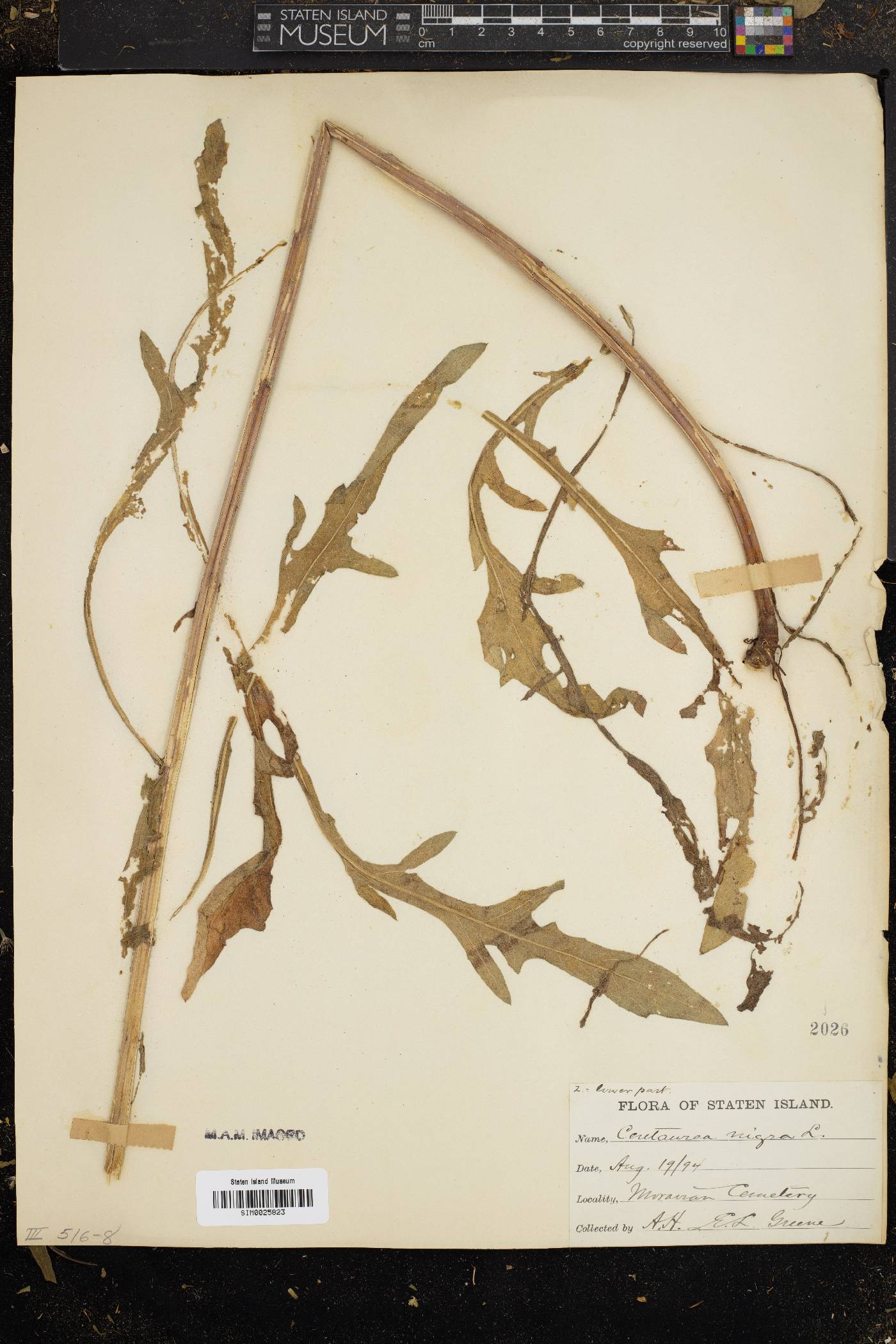 Centaurea virgata image