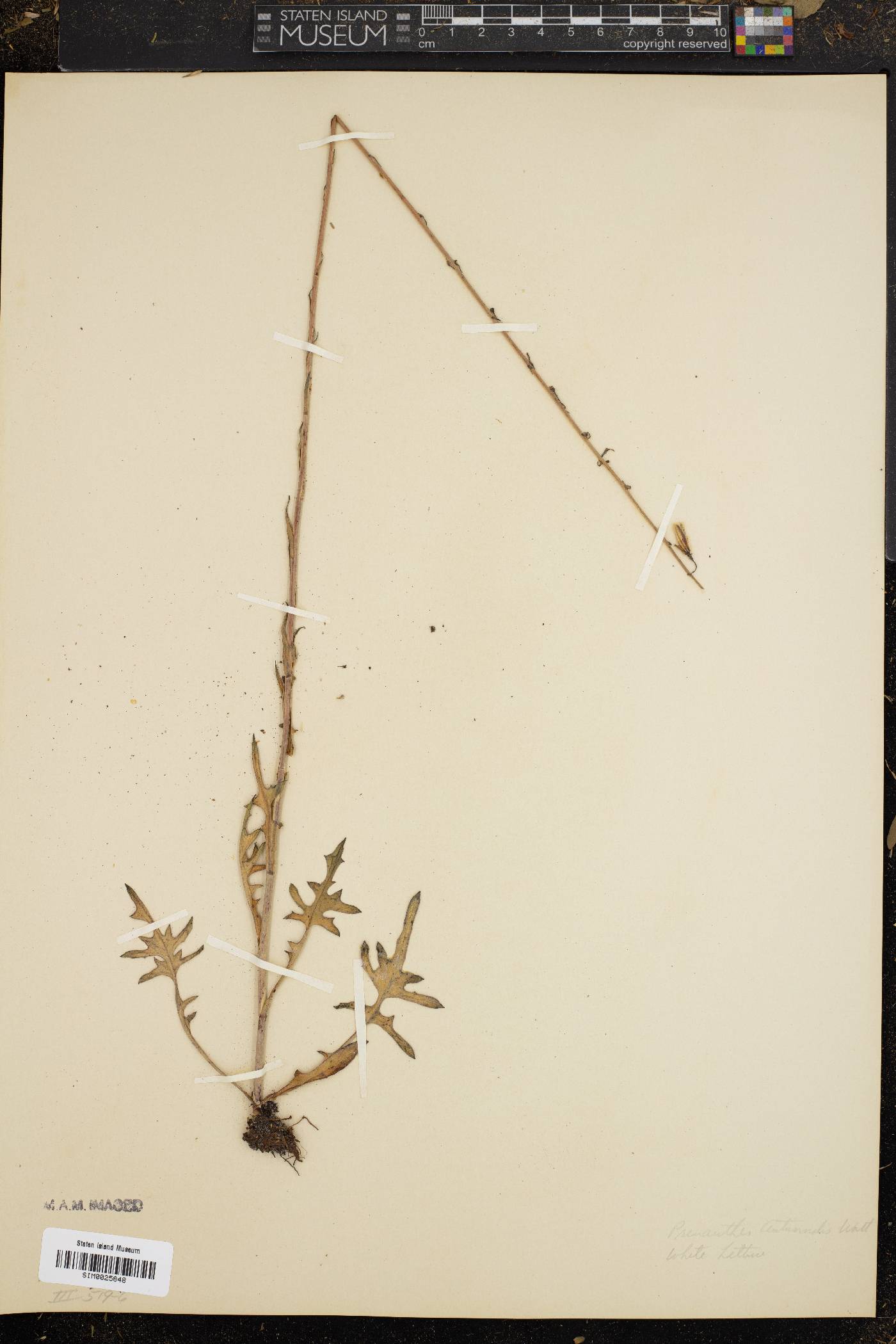 Nabalus autumnalis image