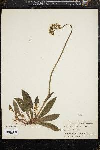 Hieracium caespitosum image