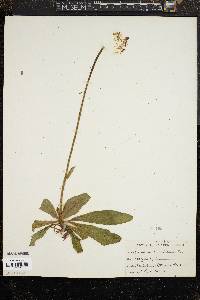 Hieracium aurantiacum image