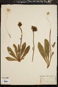 Hieracium aurantiacum image