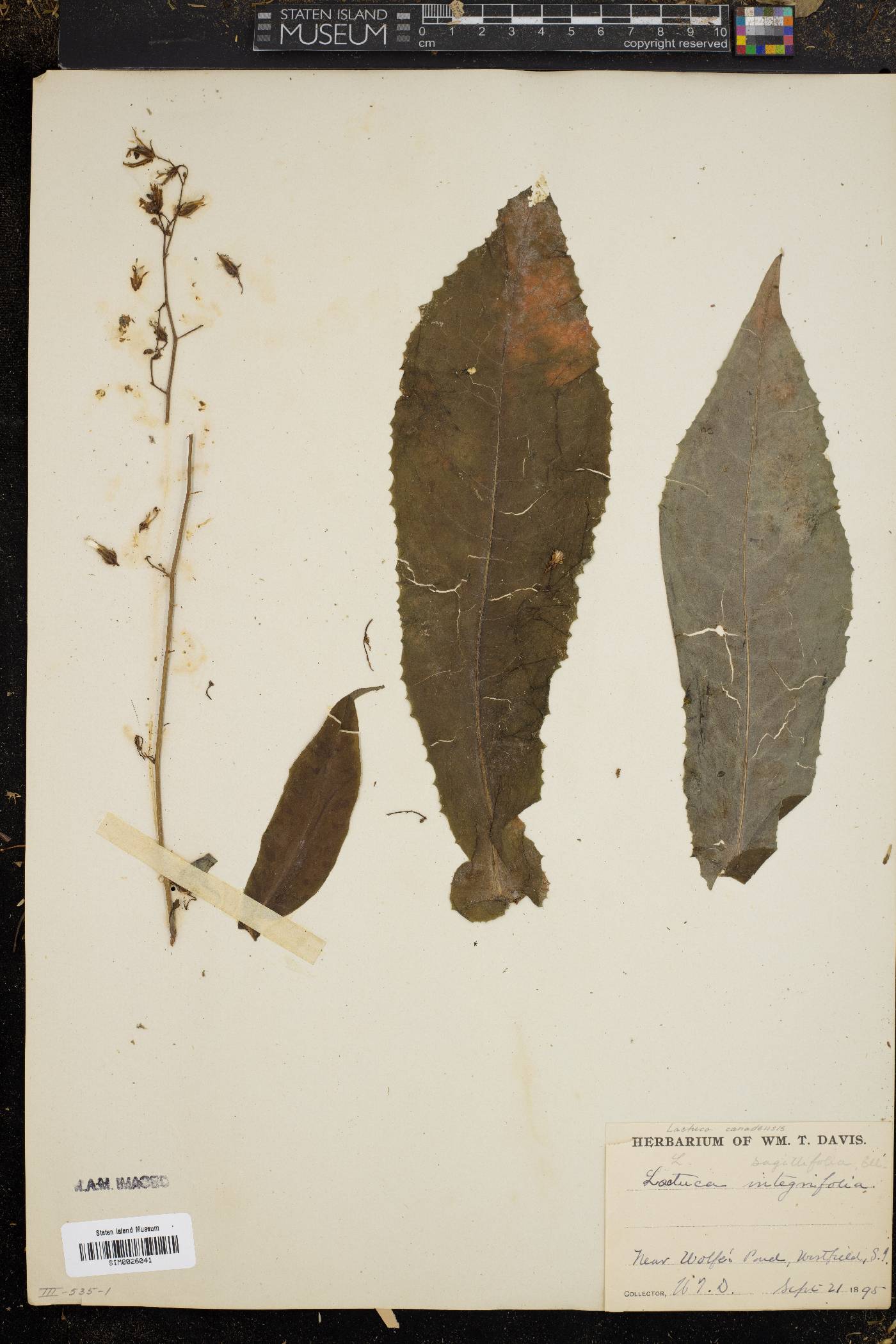 Lactuca integrifolia image
