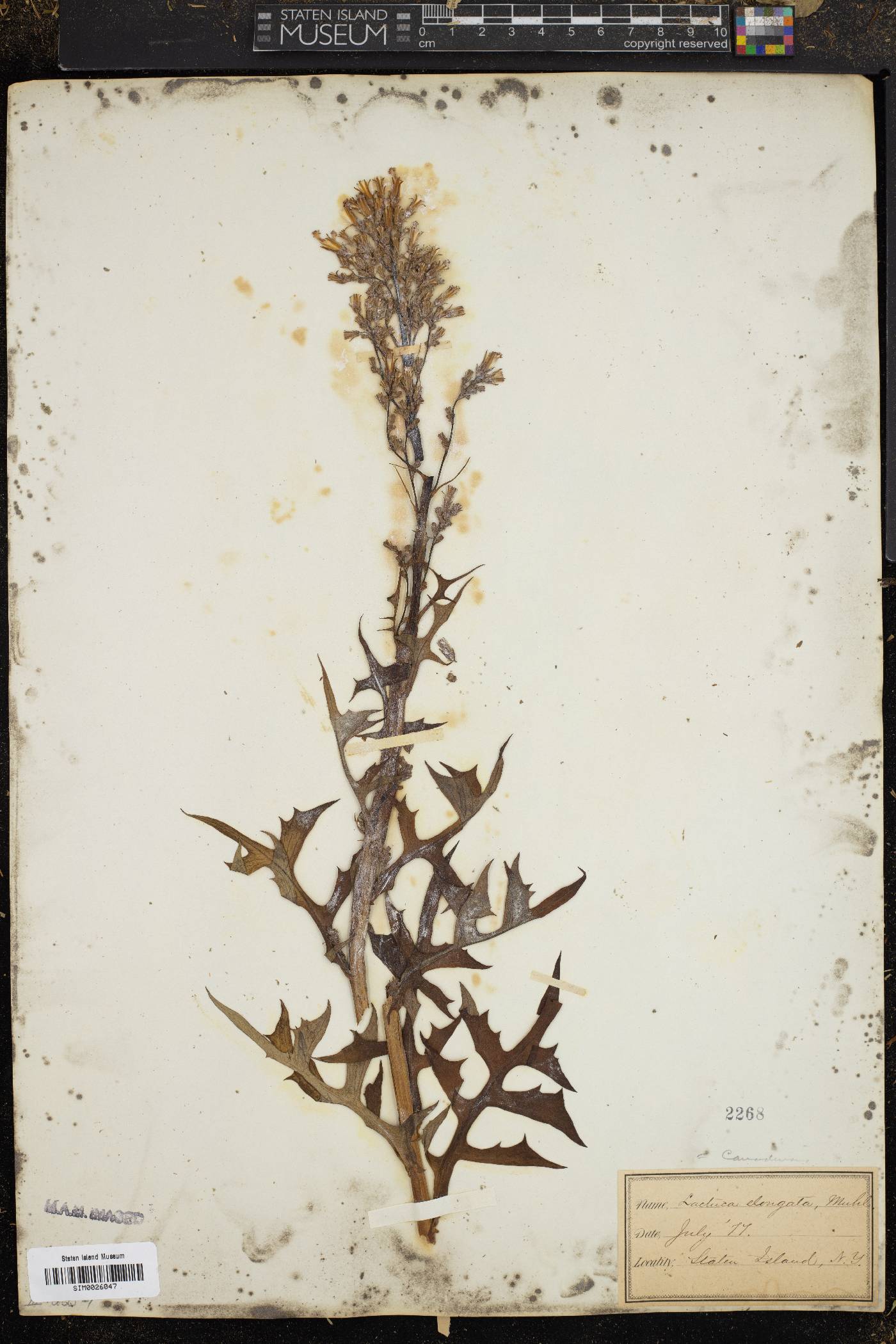 Lactuca elongata image