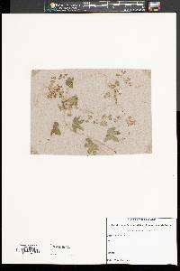 Lygodium palmatum image