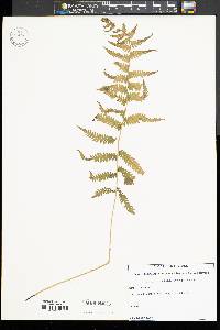 Thelypteris simulata image