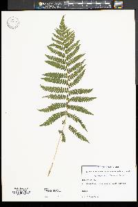 Thelypteris simulata image