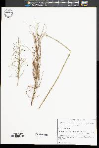 Equisetum fluviatile image