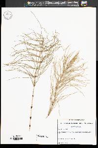 Equisetum palustre image