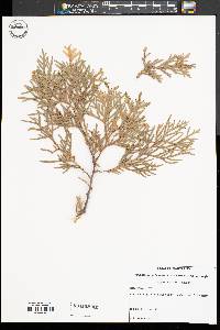 Thuja occidentalis image