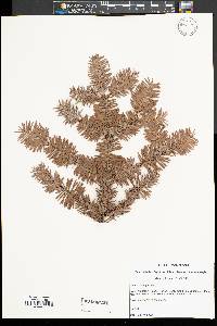 Abies balsamea image