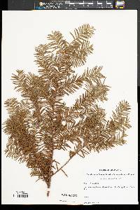 Taxus canadensis image