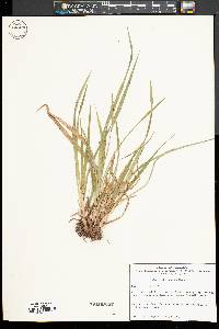 Carex abscondita image