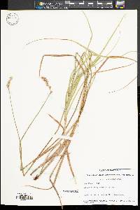 Carex argyrantha image