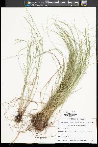 Carex atlantica subsp. atlantica image