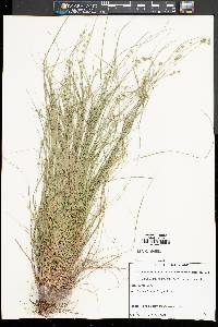 Carex atlantica subsp. capillacea image