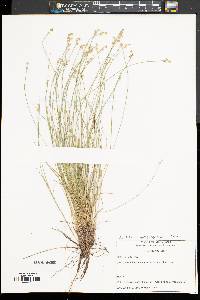 Carex atlantica subsp. capillacea image