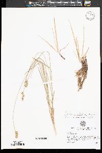 Carex austrina image