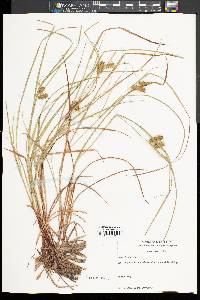 Carex baileyi image