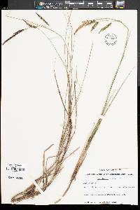 Carex barrattii image