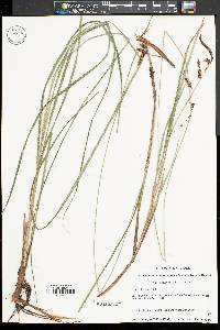 Carex barrattii image