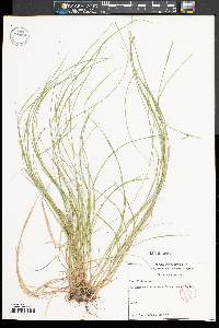 Carex bromoides image