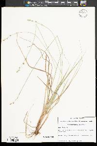 Carex canescens var. canescens image