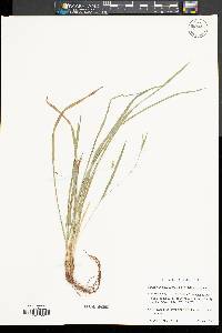 Carex cumberlandensis image