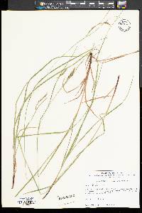 Carex debilis var. debilis image