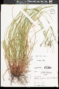 Carex debilis var. debilis image