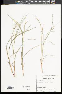 Carex debilis var. rudgei image