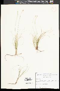 Carex eburnea image