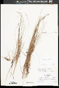 Carex echinata image