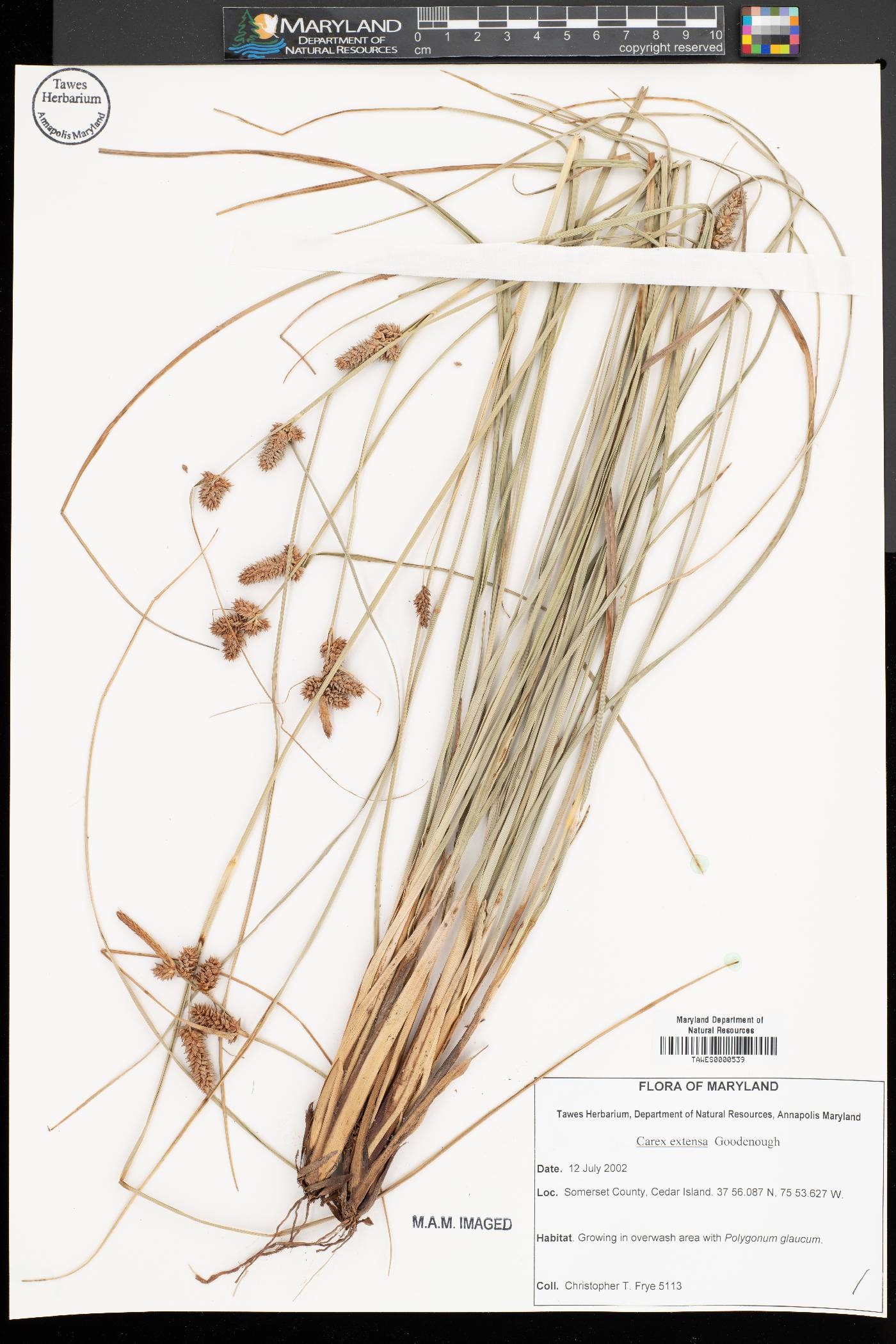 Carex extensa image