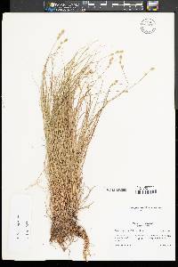 Carex festucacea image