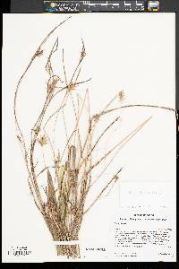 Carex folliculata image