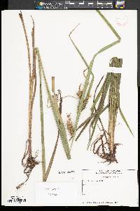 Carex gigantea image