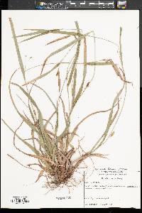 Carex glaucodea image