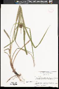 Carex grayi image